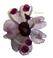  Bisexual Flower